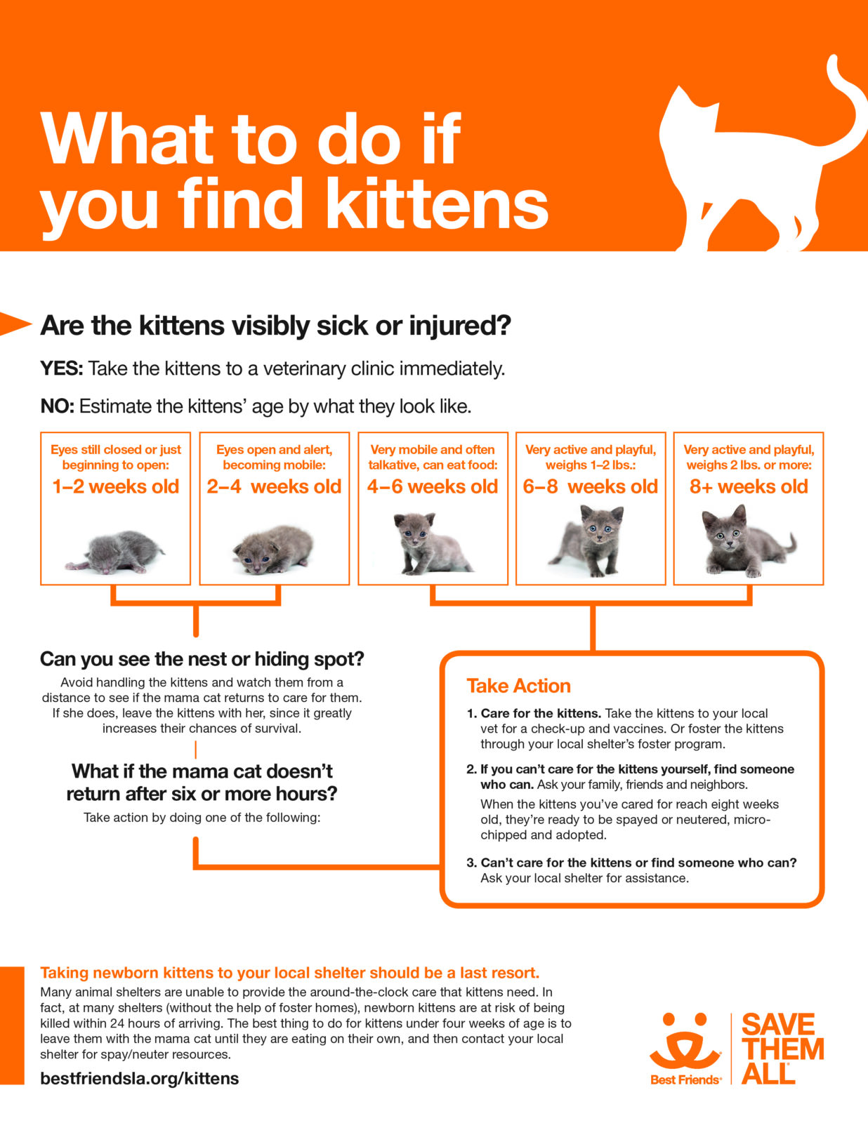 A Best Friends infographic indicating what to do if one finds lost kittens. Tips include assessing for visible sickness or injury, assessing their age, looking for a nest or hiding spot, and as a last resort taking the kittens to a shelter.
