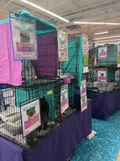 Two levels of cat cages sit on tables covered with purple tablecloths. Each cage is labeled with bio and stat information for the cats inside.