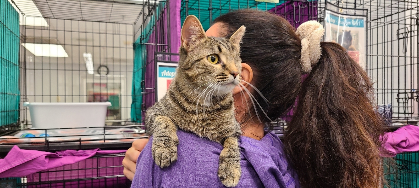 A tan and grey striped cat, recently removed from his holding pen at Petco, looks attentively over the shoulder of the volunteer cradling it in her arms.