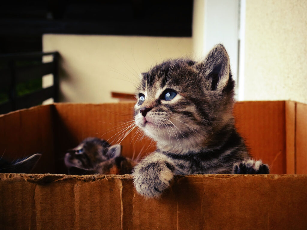 A kitten peers to the left corner of the photo, hoisting himself out of a cardboard box. To his left, another kitten ponders peeking his head out of the box as well.
