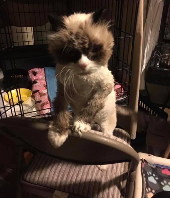 Rick the cat stands on a folding chair, his paws bracing him on the back of the chair. Behind him, a cage is open, with bowls for food and water and two blankets inside.