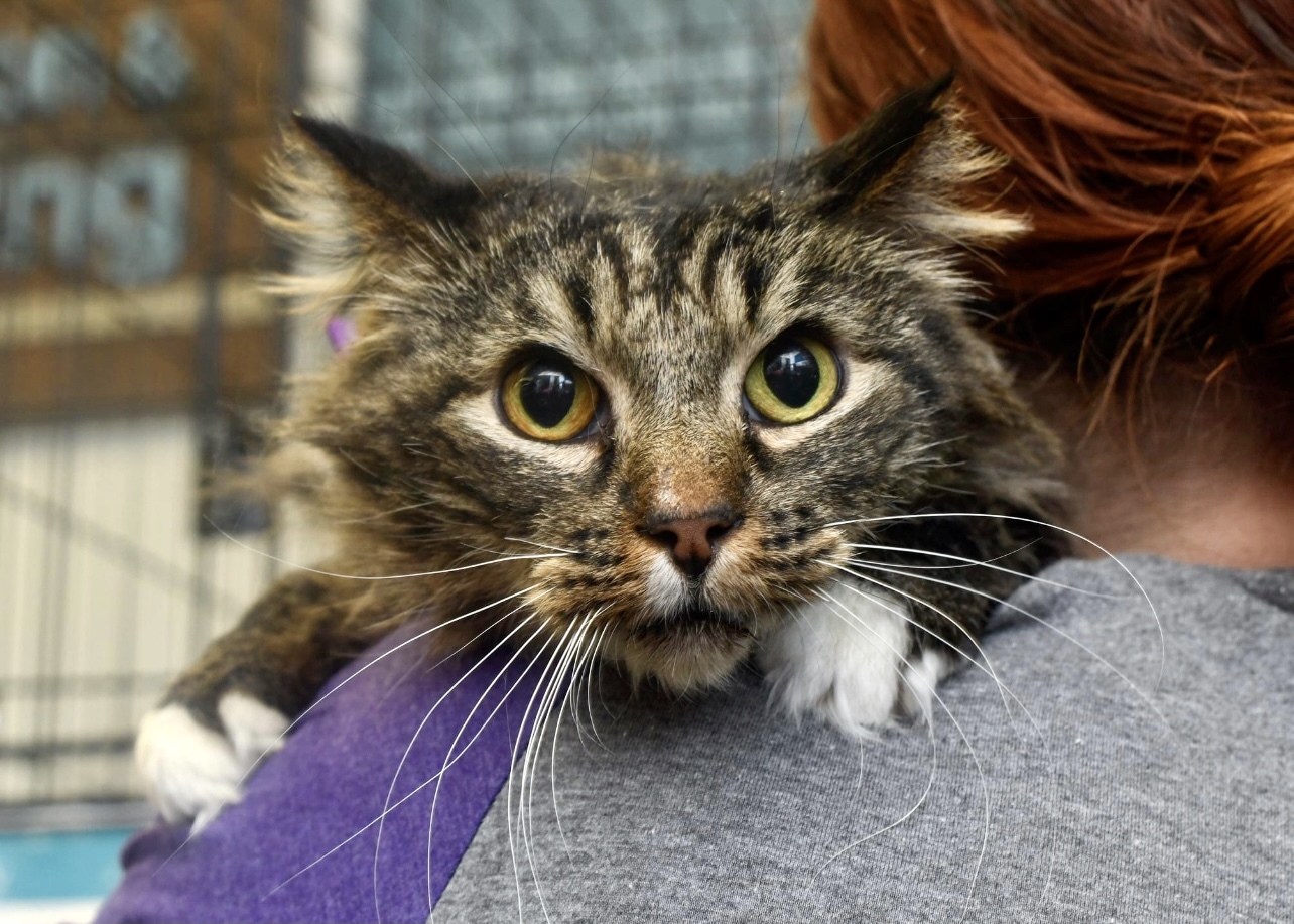 A brown, black, and cream colored streaked cat peers attentively from over the shoulder of a volunteer, whose red hair peeks into the top right of the frame. His eyes are wide, and his hands are relaxed - as though he's happy to be there!