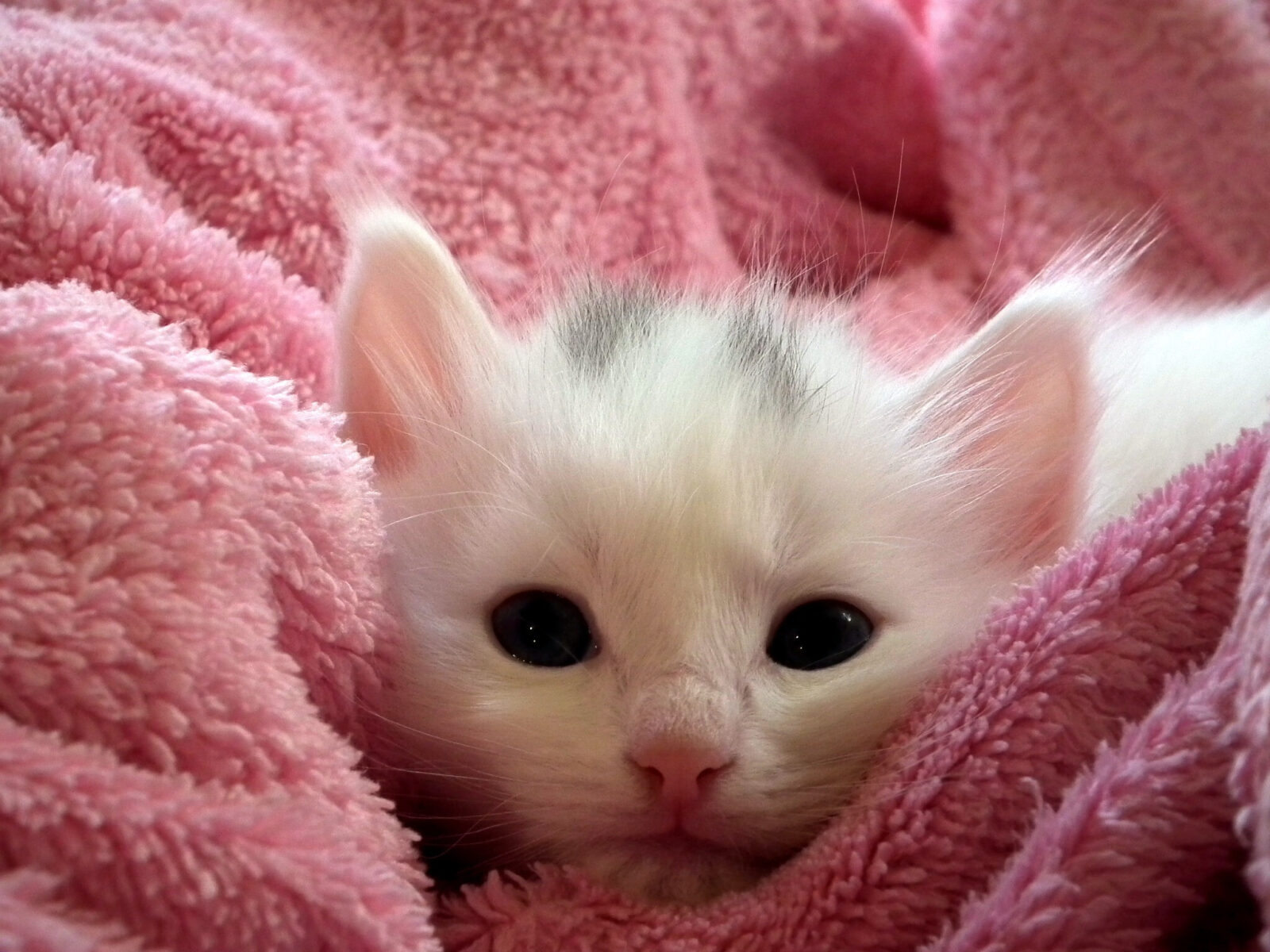 A white kitten is comfortably snuggled in a plush pink throw, looking at the camera