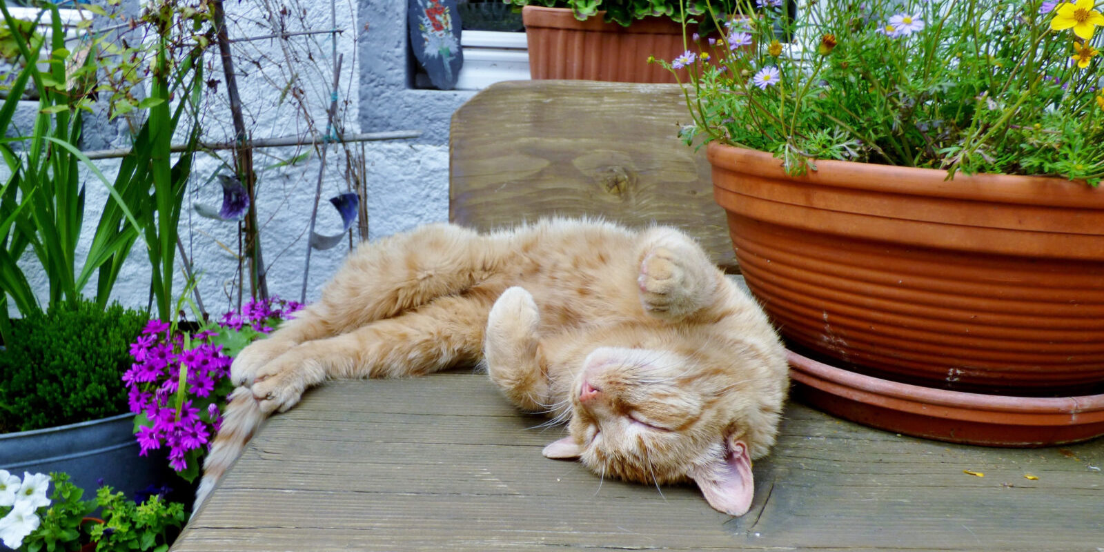 A light orange tabby rests on a wooden table, flanked by wildflowers in terra cotta pots and tin tubs. His eyes are closed, as though he's getting the rest he really needs.